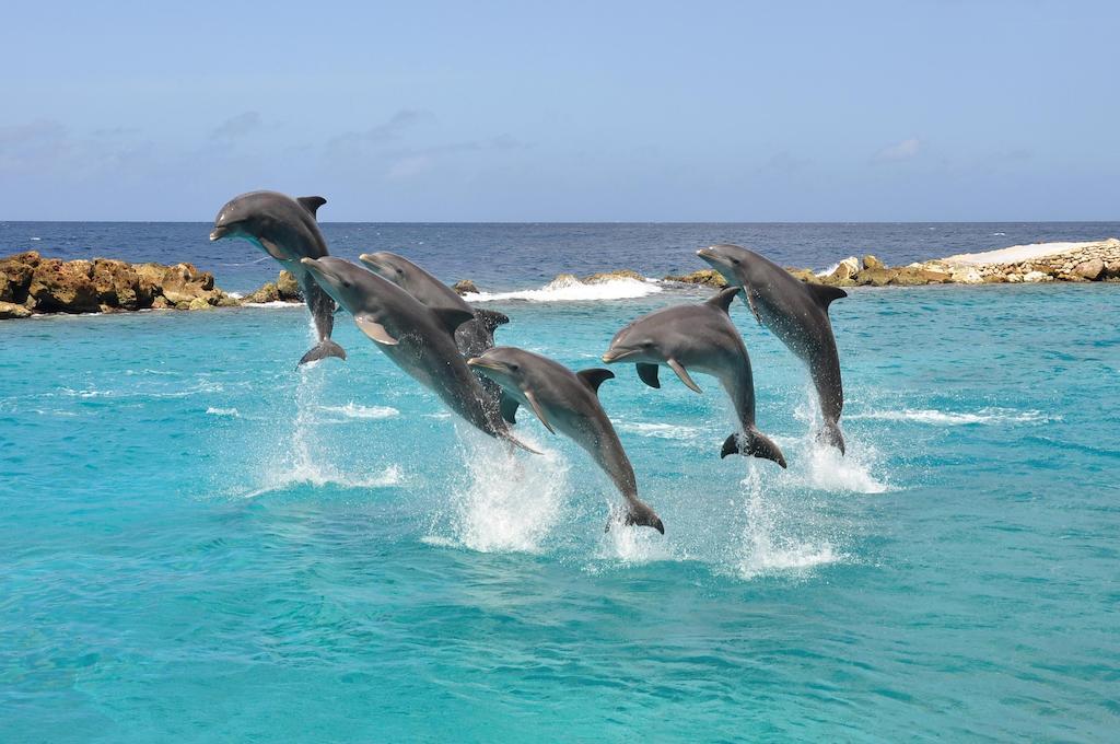 Dolphin Suites & Wellness Curacao วิลเลมสตัด ภายนอก รูปภาพ